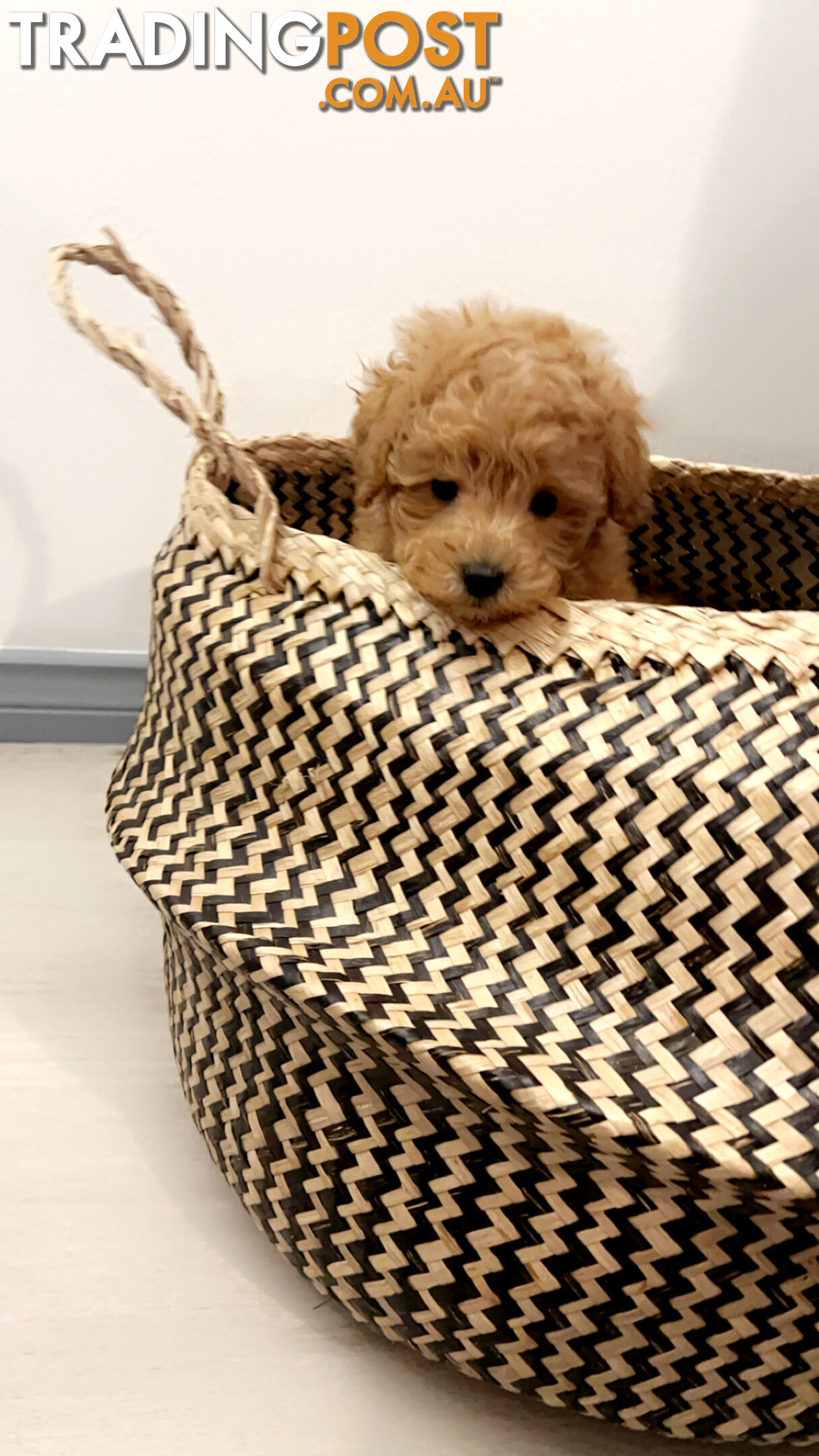 READY FOR HIS NEW HOME THIS WEEKEND STUNNING RED TOY POODLE