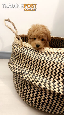 DNA CLEAR STUNNING RED TOY POODLE