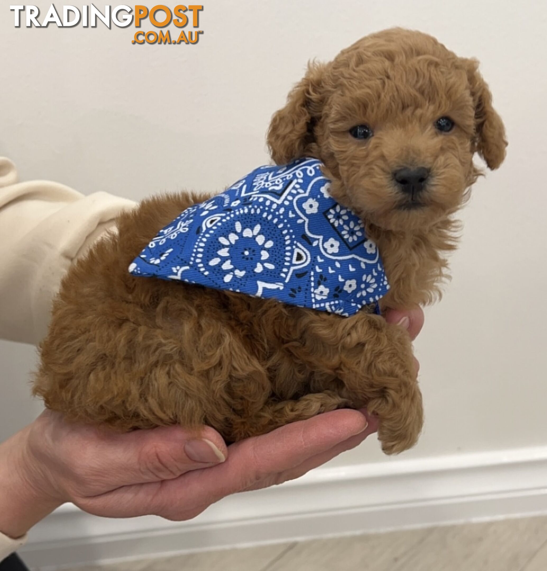 READY FOR HIS NEW HOME THIS WEEKEND STUNNING RED TOY POODLE