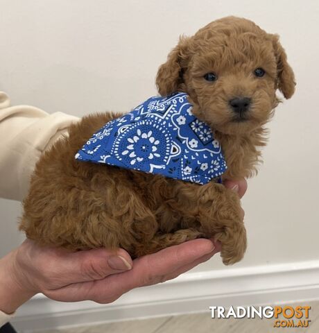 READY FOR HIS NEW HOME THIS WEEKEND STUNNING RED TOY POODLE