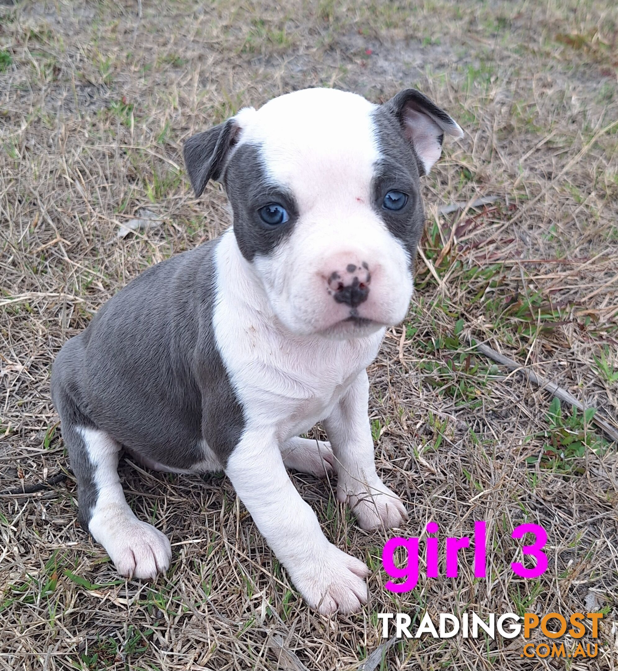 American Staffordshire pups