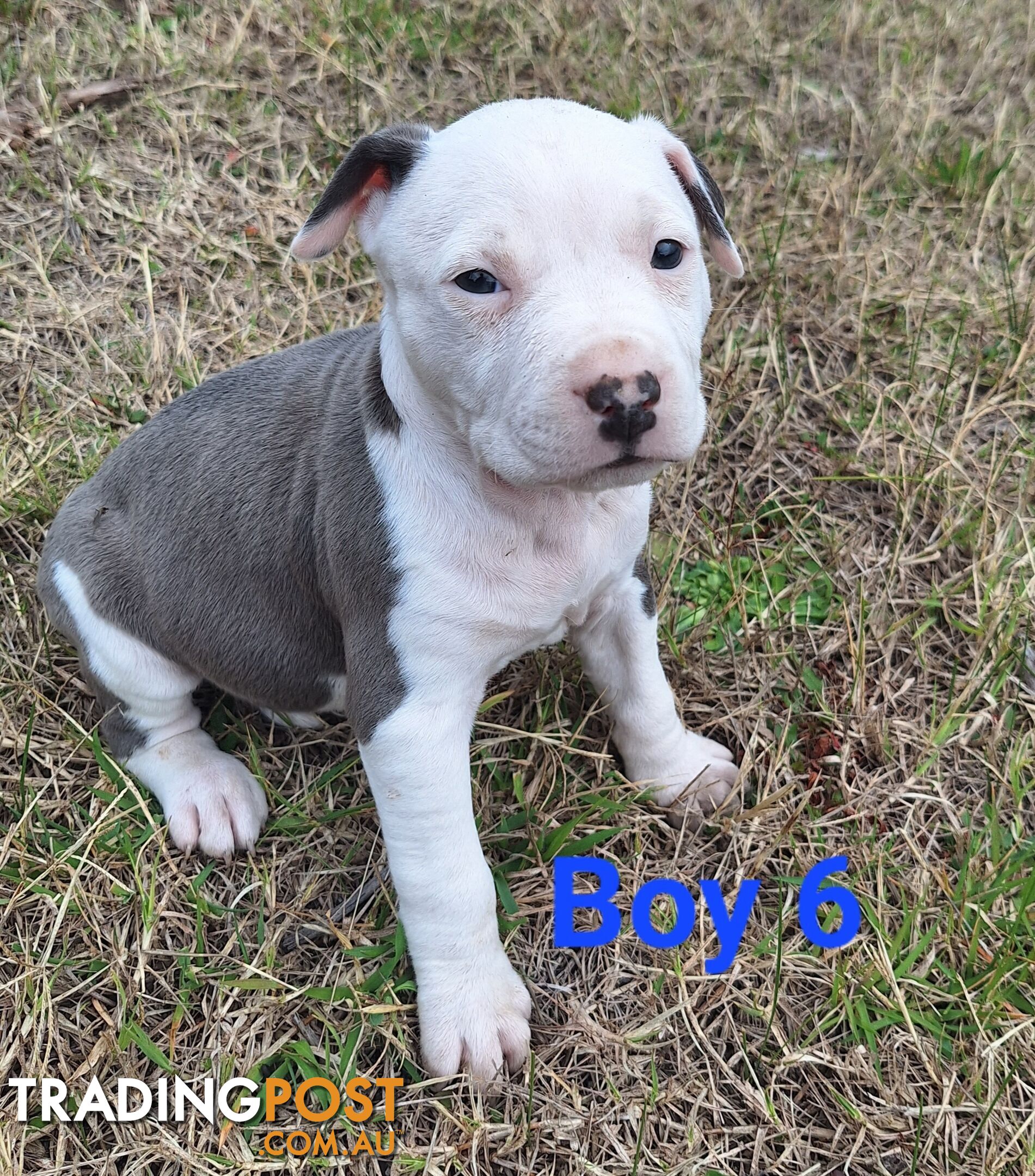 American Staffordshire pups