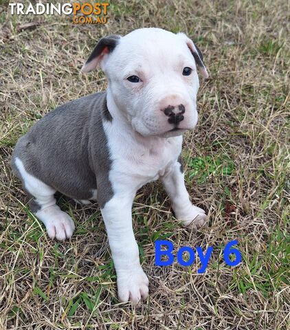 American Staffordshire pups