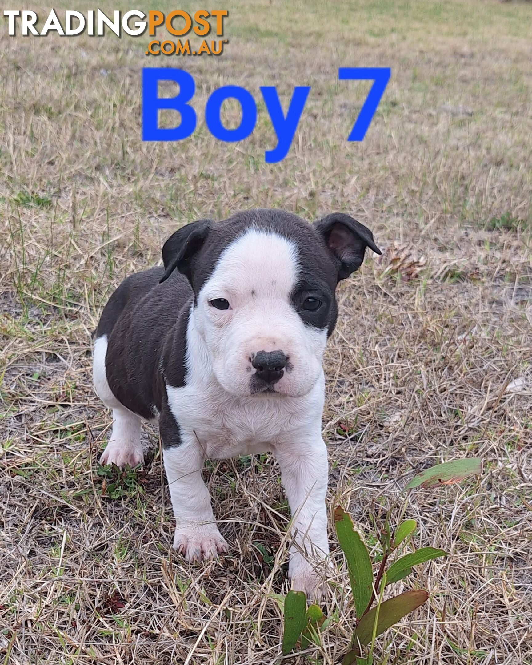 American Staffordshire pups