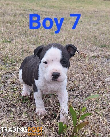 American Staffordshire pups