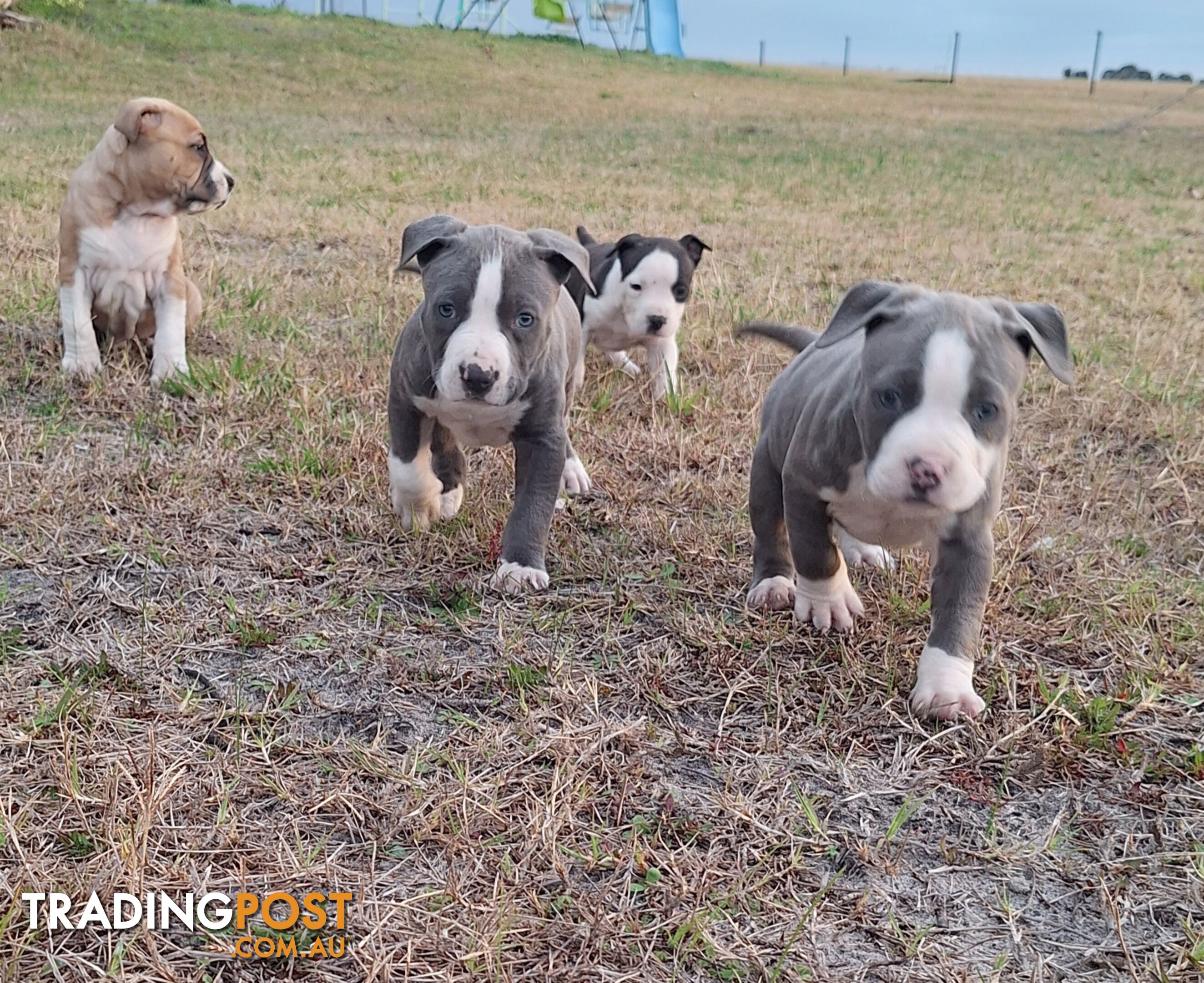 American Staffordshire pups