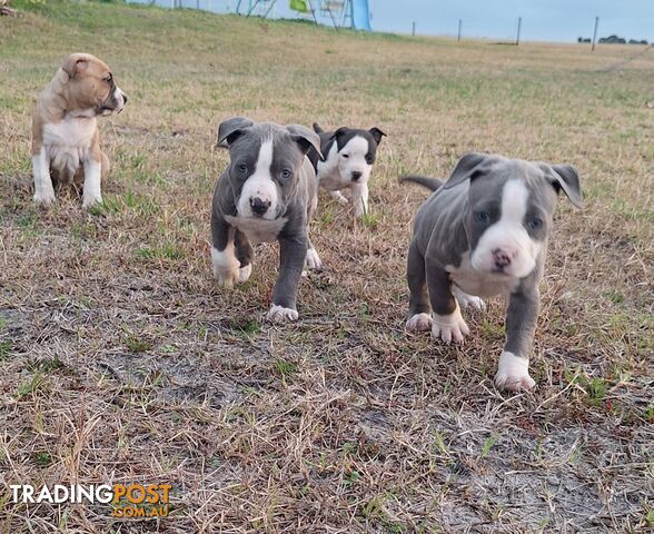 American Staffordshire pups