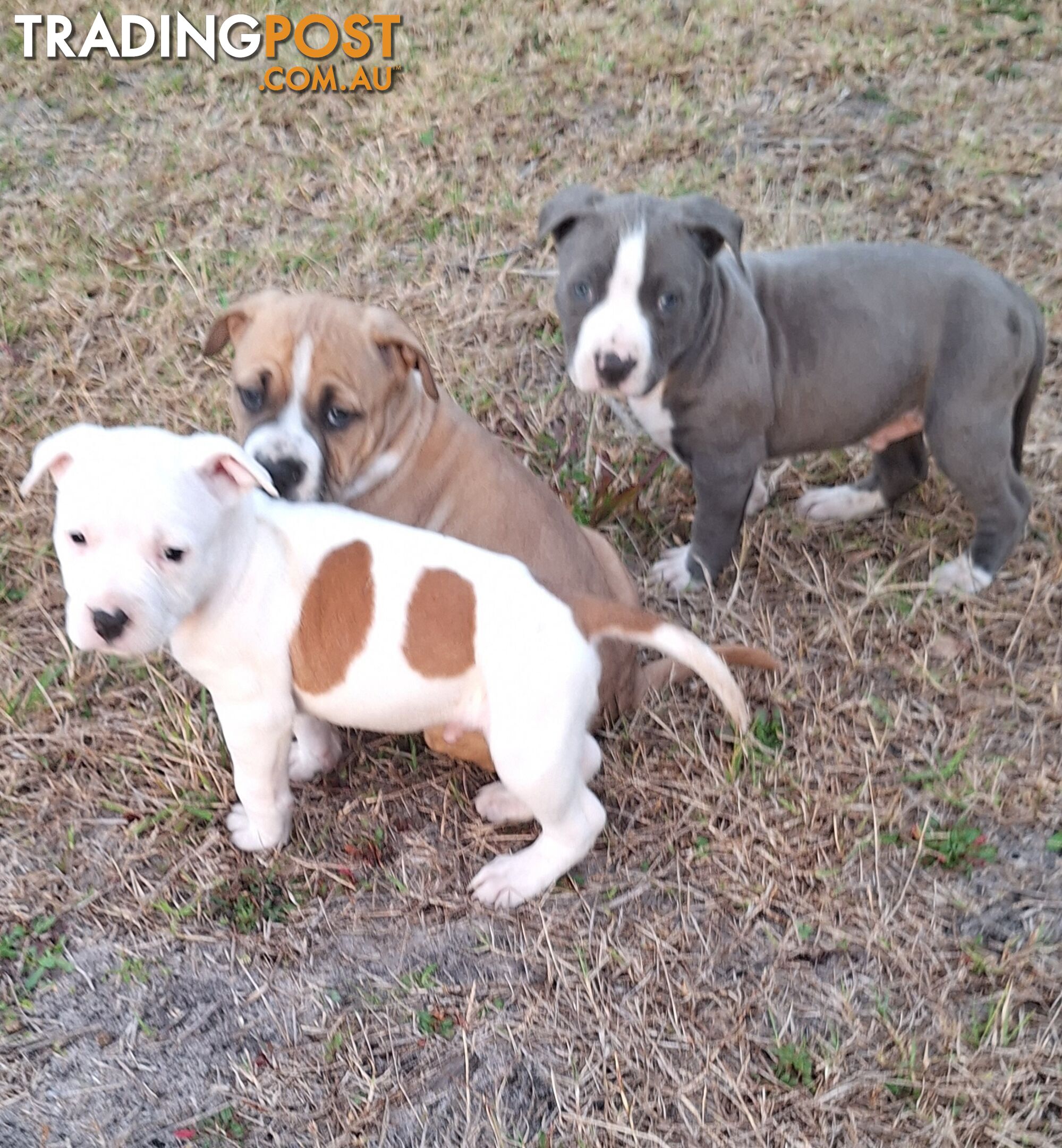 American Staffordshire pups