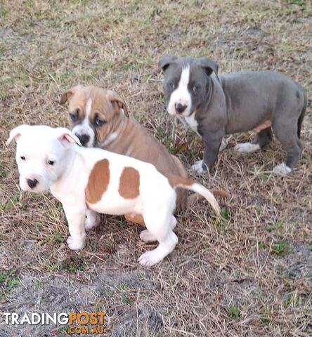 American Staffordshire pups