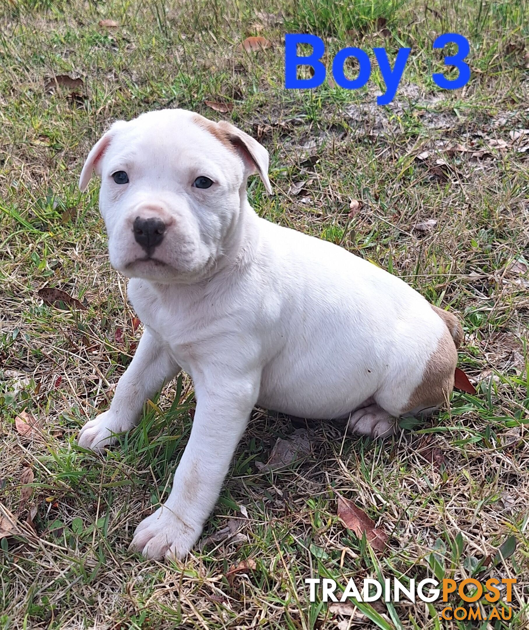 American Staffordshire pups