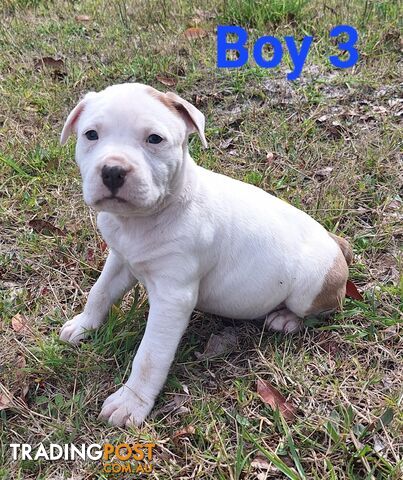 American Staffordshire pups