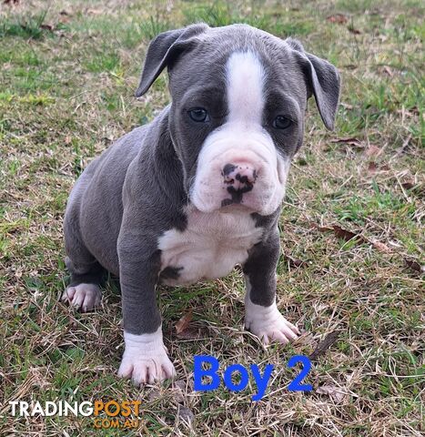 American Staffordshire pups