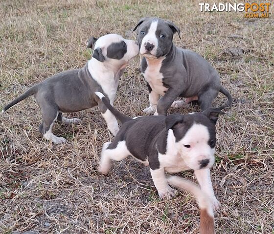 American Staffordshire pups