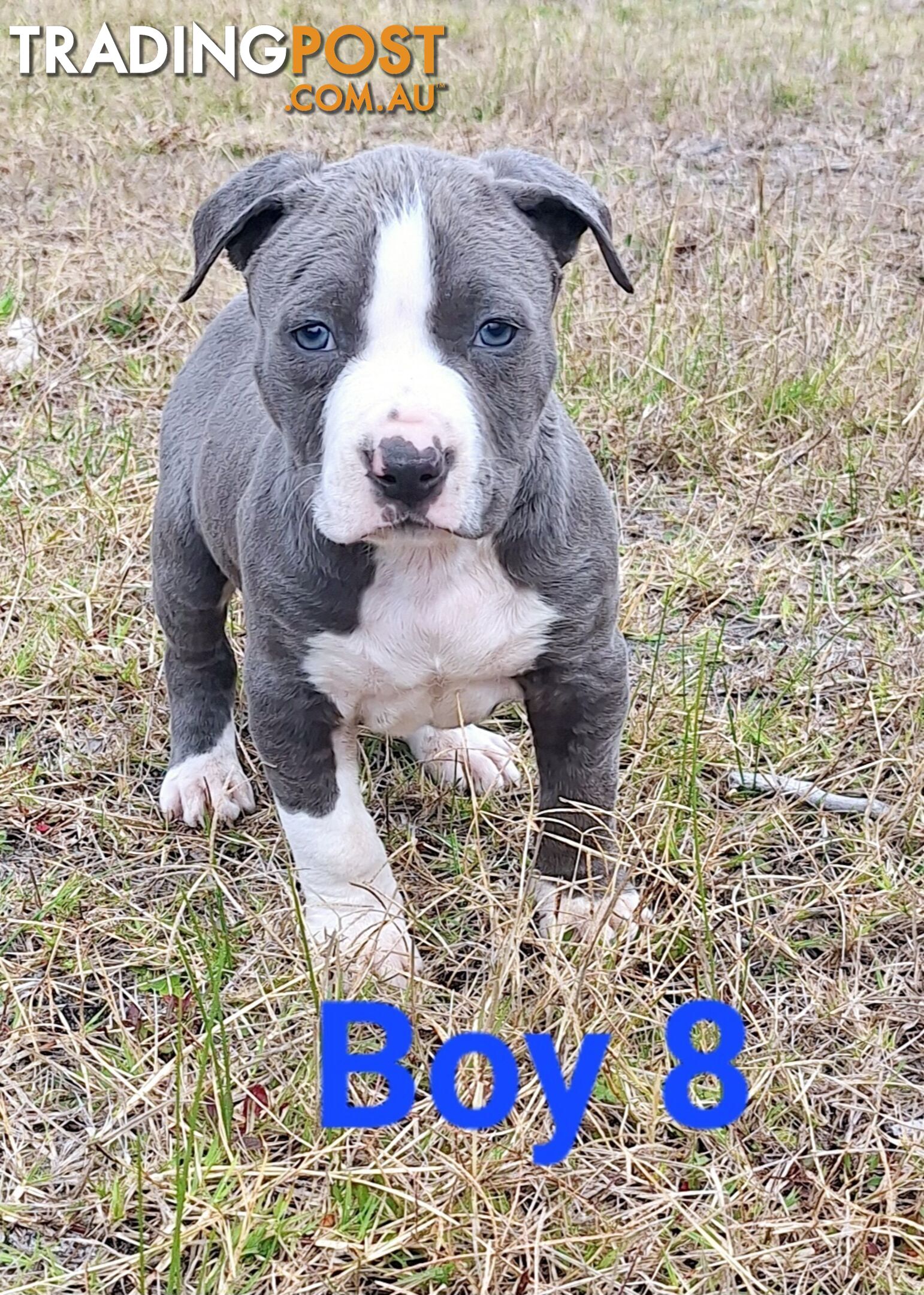 American Staffordshire pups