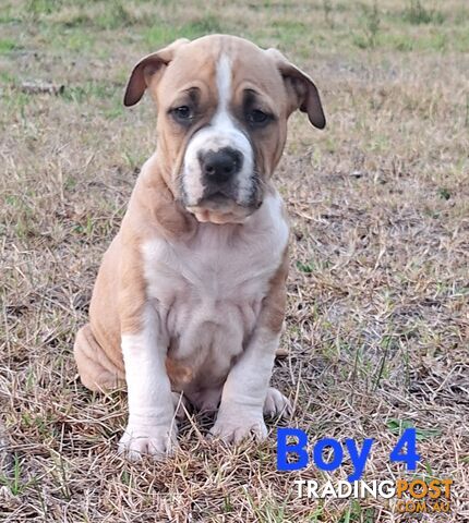 American Staffordshire pups