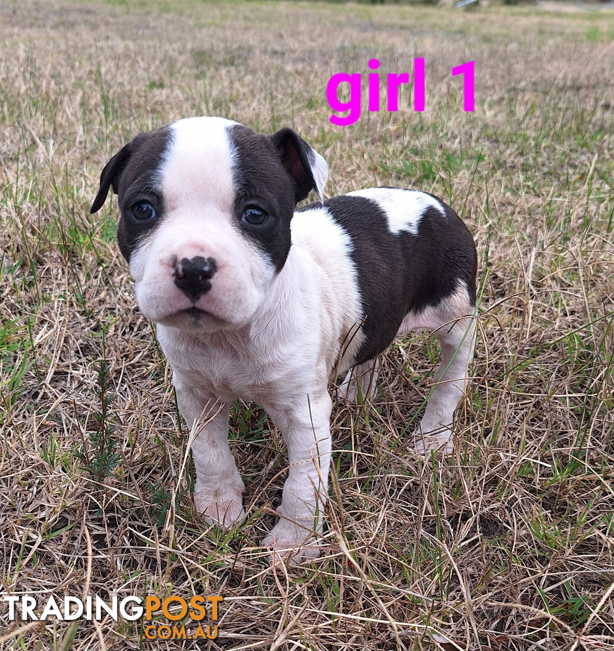 American Staffordshire pups