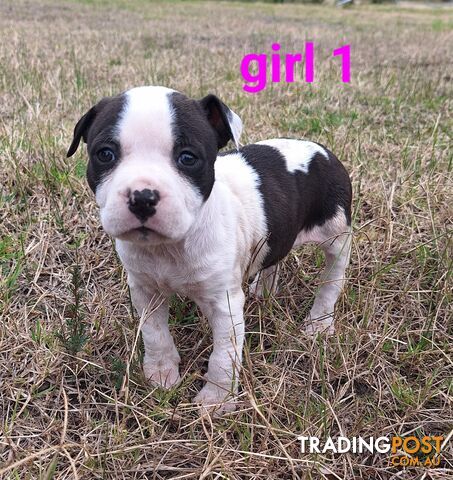 American Staffordshire pups