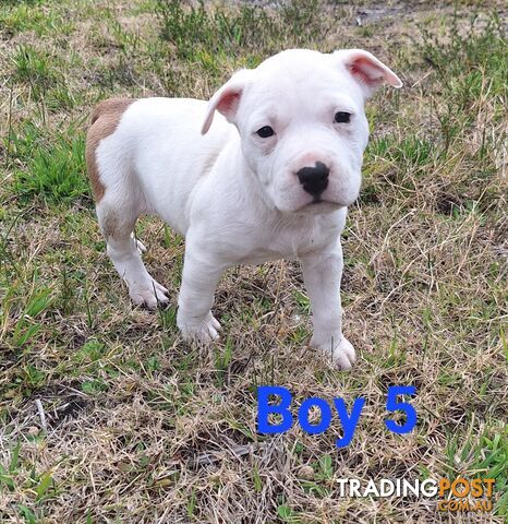 American Staffordshire pups