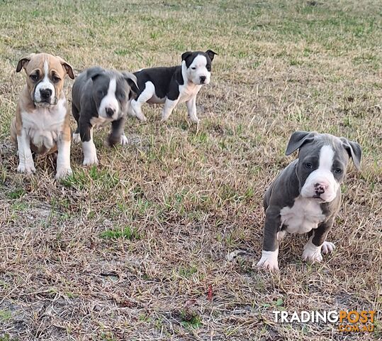 American Staffordshire pups