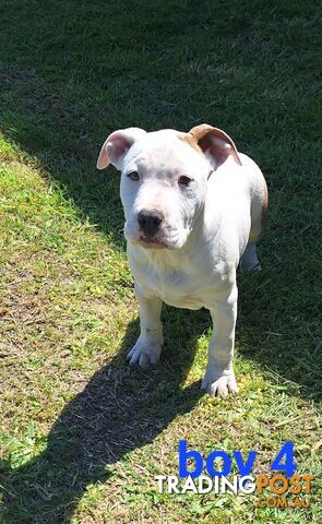 American Staffordshire pups