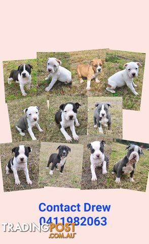 American Staffordshire pups