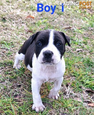 American Staffordshire pups