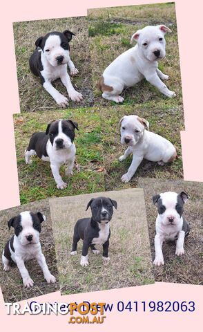 American Staffordshire pups