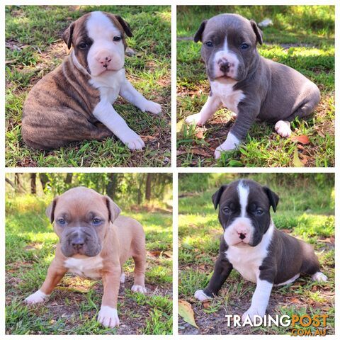 American Staffordshire pups