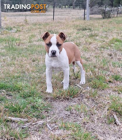 American Staffordshire pups