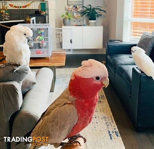 Stunning easy happy umbrella & galah cockatoos with cage