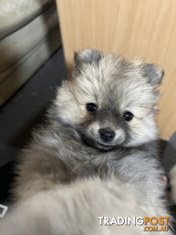 Pure breed pom