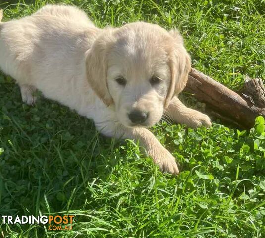 Groodle cross Golden Retriever Puppies (ie F1BGroodle)