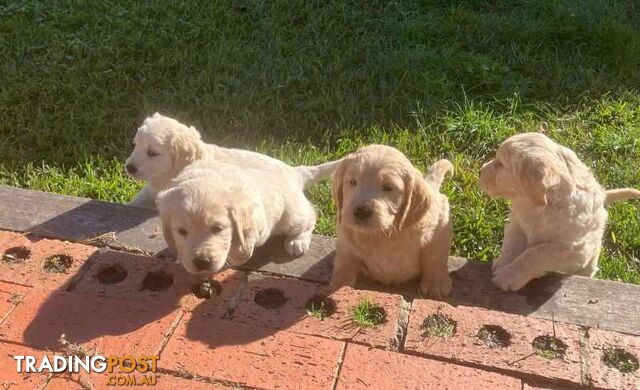 Groodle cross Golden Retriever Puppies (ie F1BGroodle)
