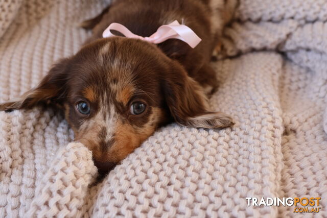 Mini Dachshund