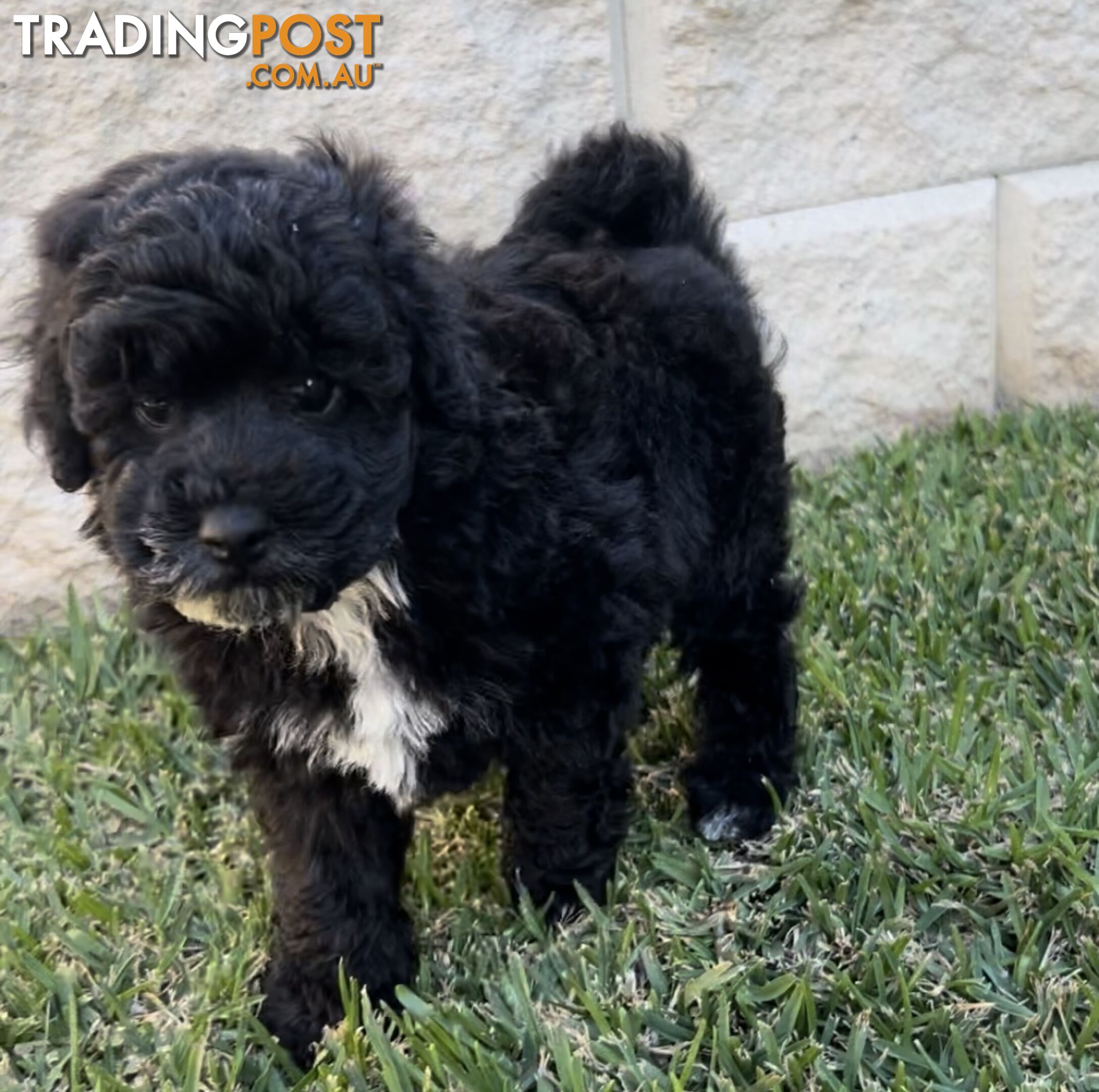 Toy Poodle puppies Ready now!