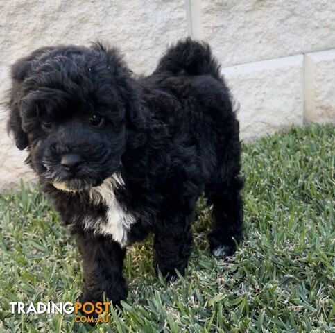 Toy Poodle puppies Ready now!