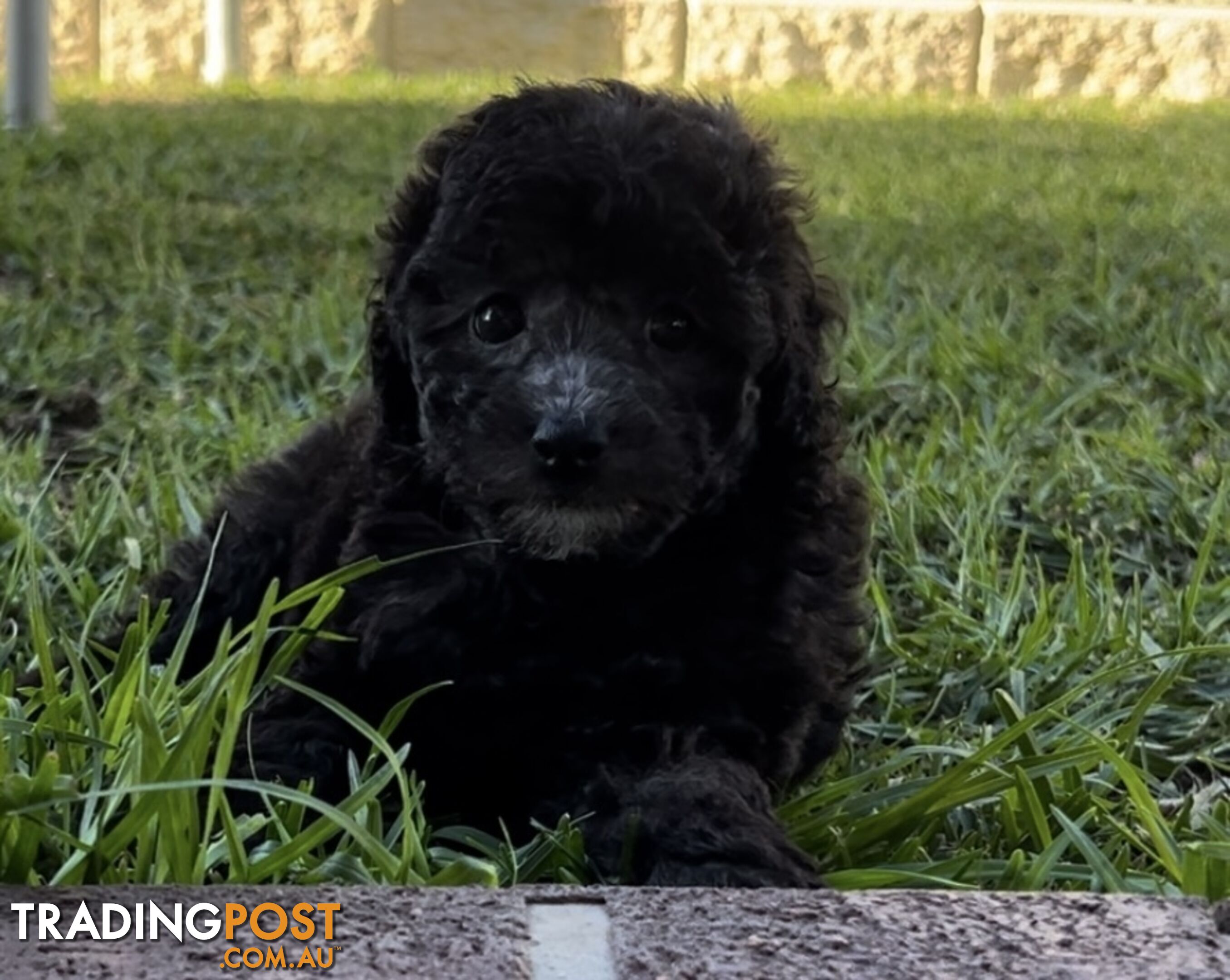 Toy Poodle puppies Ready now!