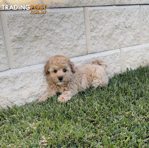 Toy Poodle puppies Ready now!