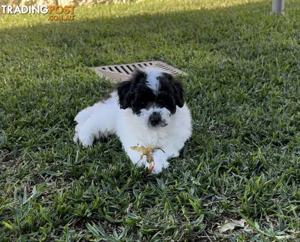 Toy Poodle puppies Ready now!