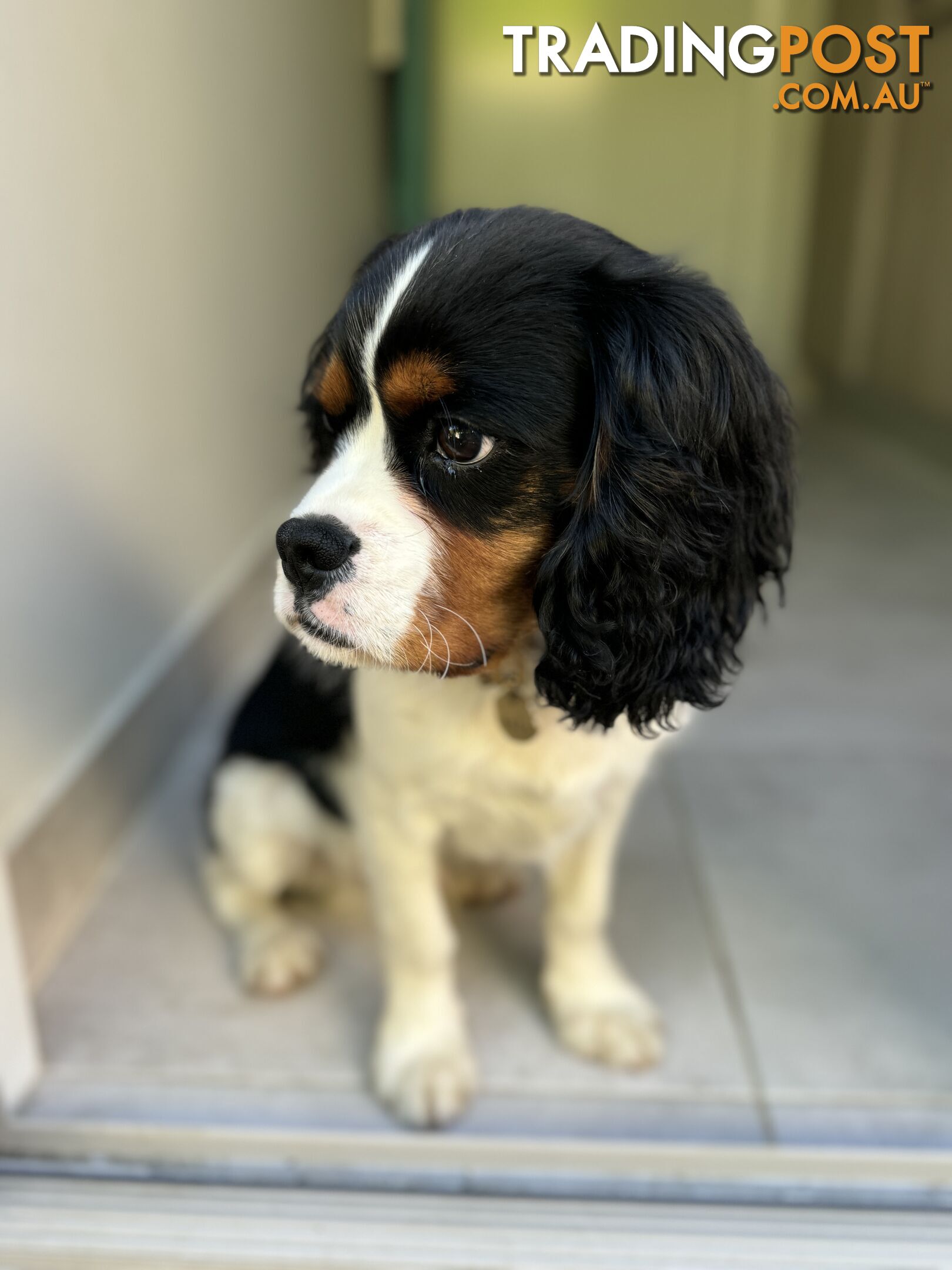 Regretful Sale – Loving Cavoodle Puppy Needs a New Home