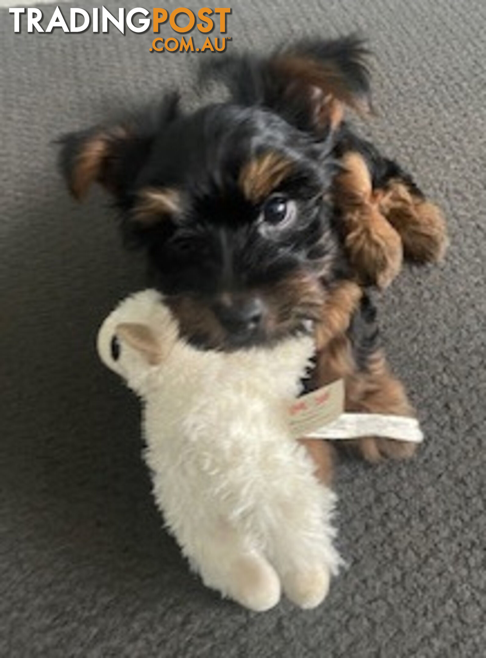 Australian Silky Terrier