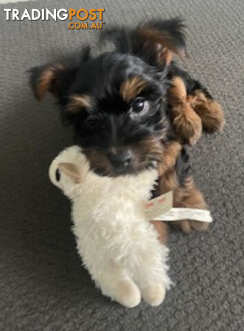 Australian Silky Terrier