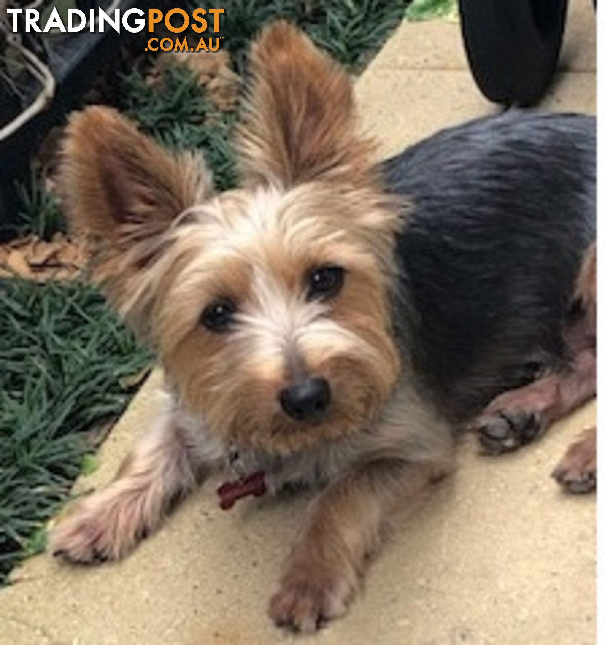 Australian Silky Terrier