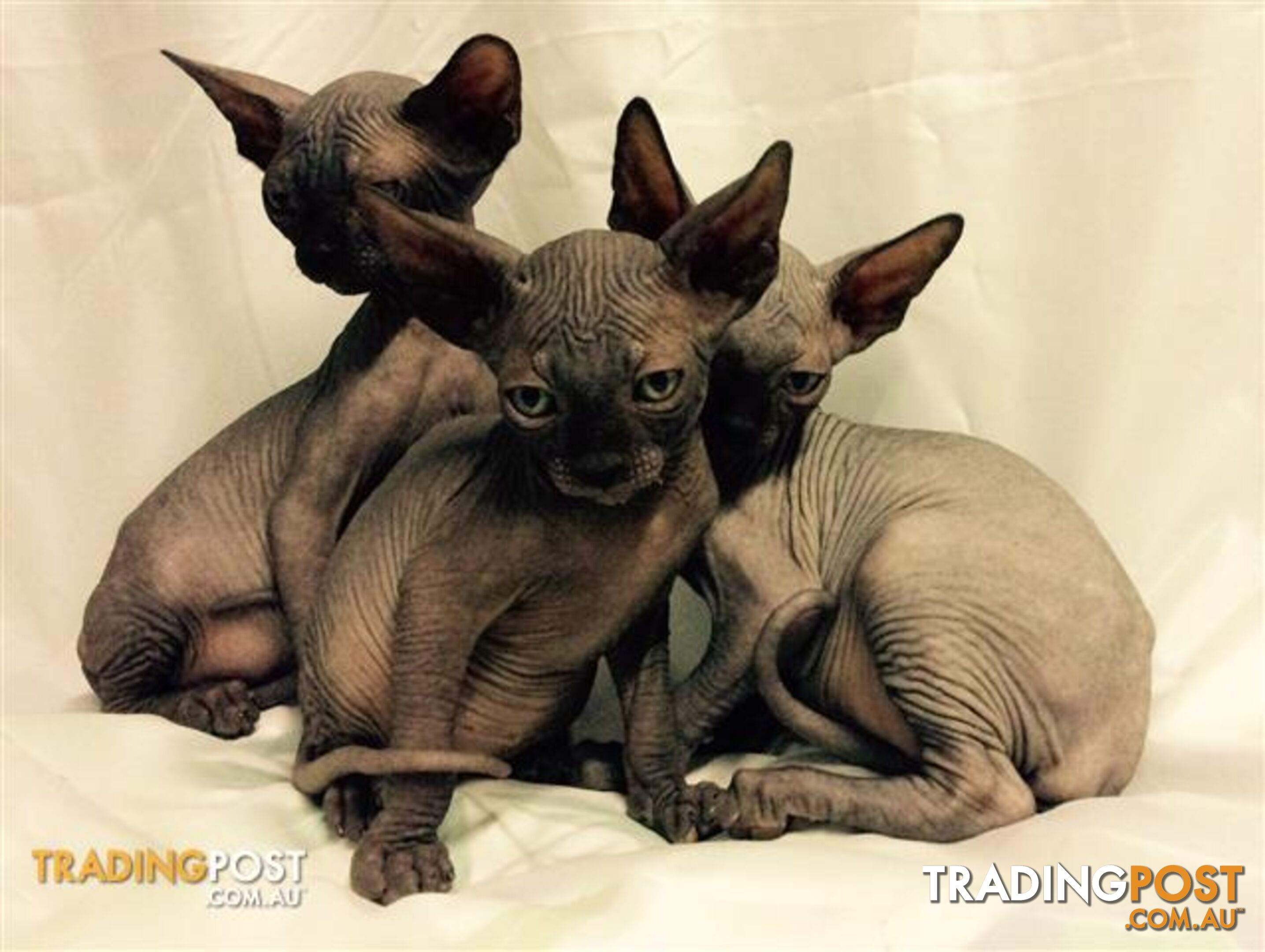 Sphynx kittens