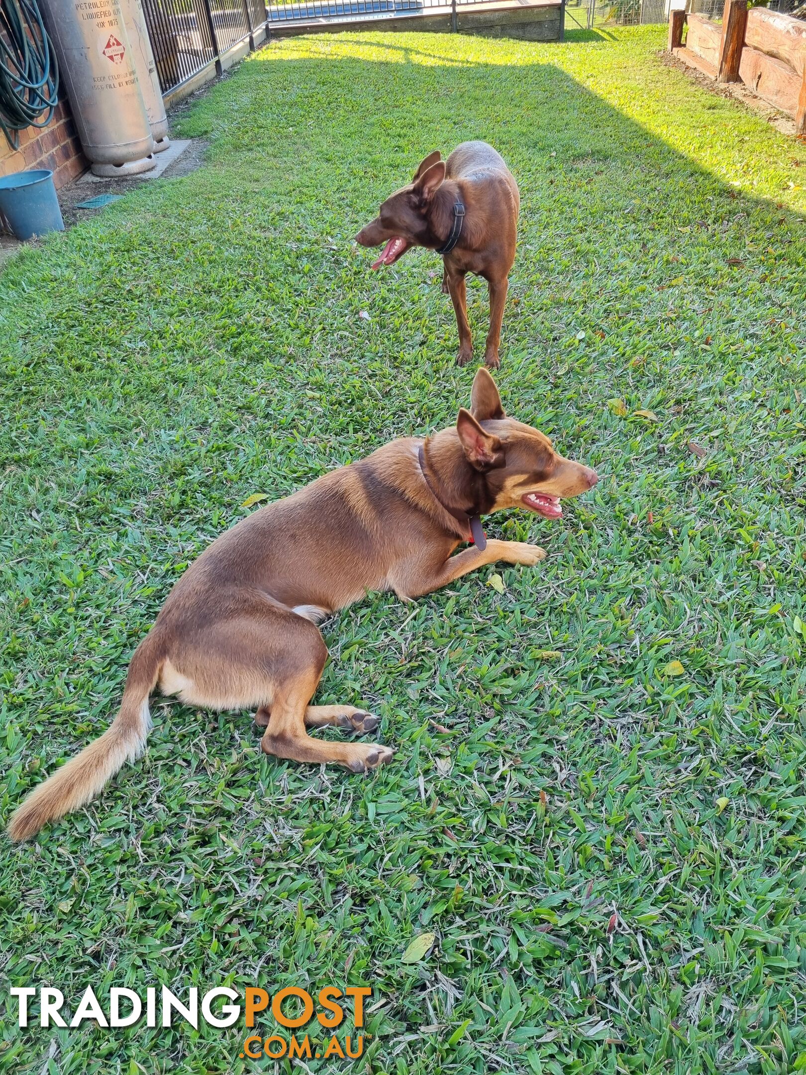 Kelpie pups