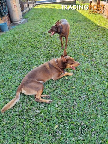 Kelpie pups