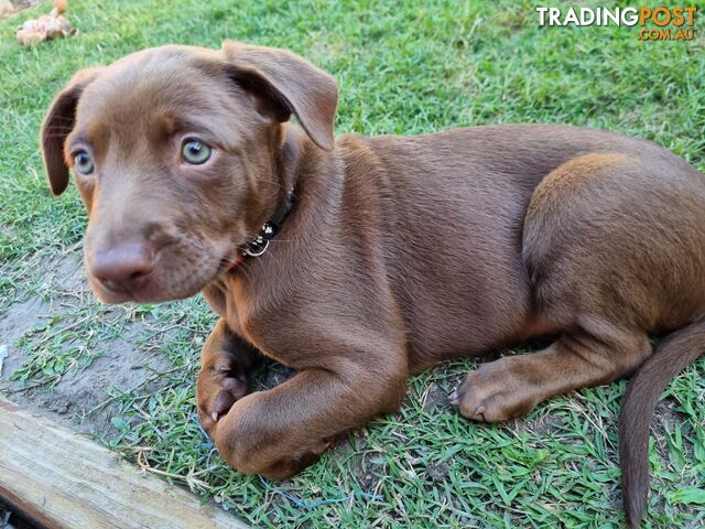 Kelpie pups