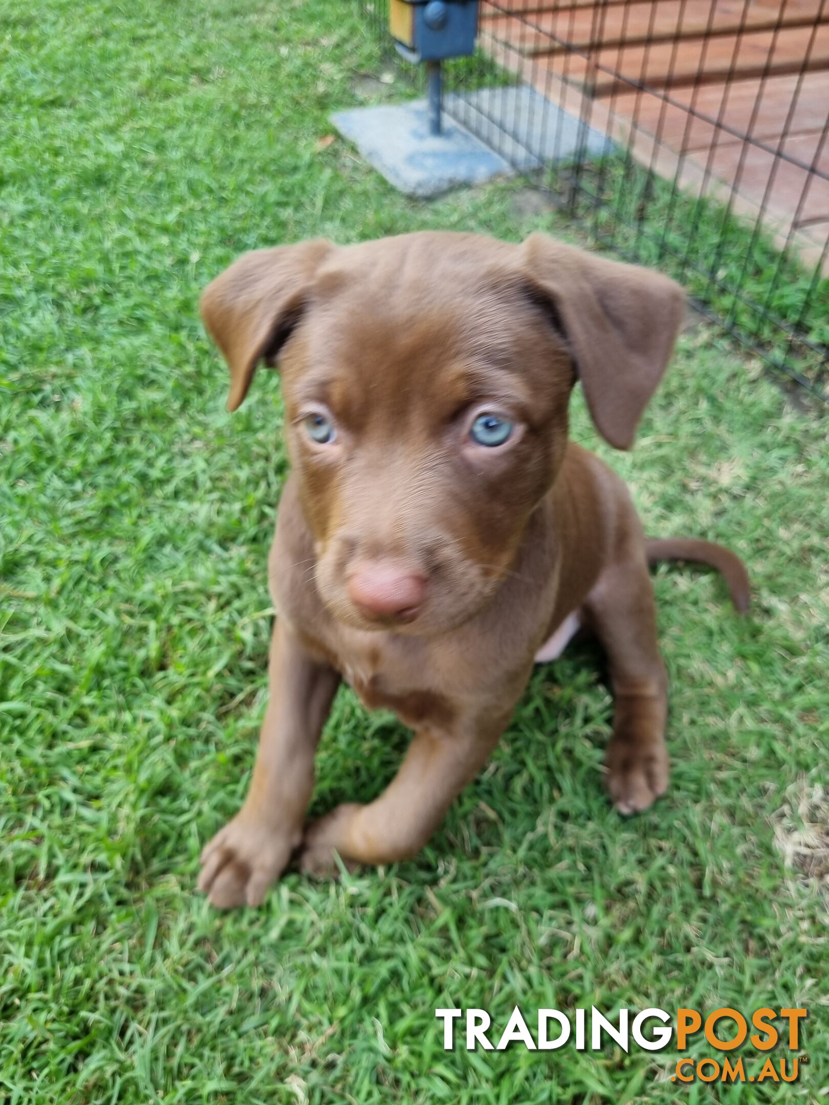 Kelpie pups