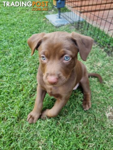 Kelpie pups