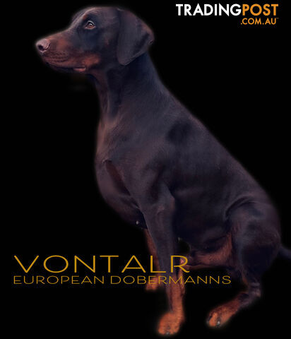 EUROPEAN DOBERMANN PUPPIES FOR SALE